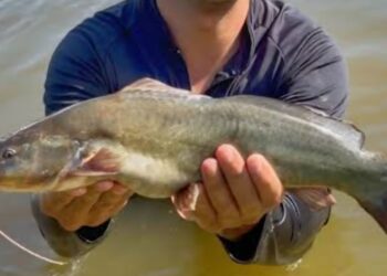 Peixe bom é o que se adapta bem, cresce, é  gostoso e dá lucro