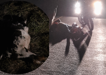 Motociclista e passageira ficam feridos após colisão com vaca em São Mateus; novo acidente é registrado no dia seguinte