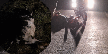 Motociclista e passageira ficam feridos após colisão com vaca em São Mateus; novo acidente é registrado no dia seguinte