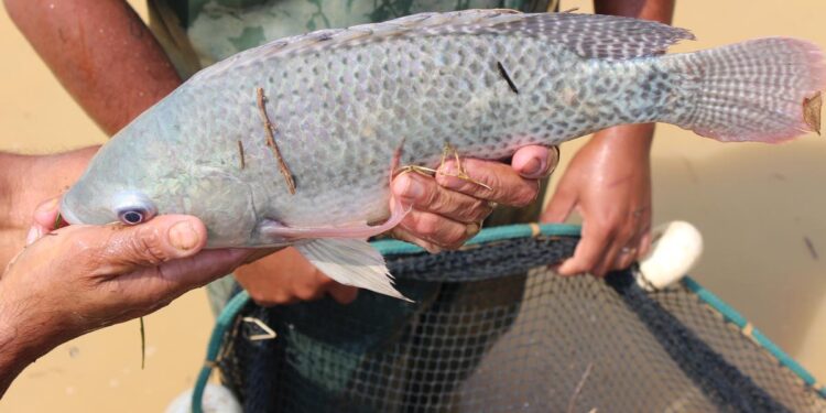 Minas Gerais suspende benefício fiscal e tilápia importada fica até 25% mais cara