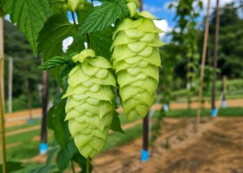 Espírito Santo testa cultivo de planta matéria-prima da produção de cervejas
