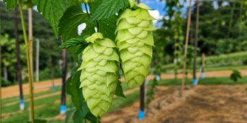 Espírito Santo testa cultivo de planta matéria-prima da produção de cervejas Espírito Santo testa cultivo de planta matéria-prima da produção de cervejas