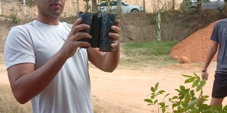 Prefeitura distribui mais de 20 mil mudas em cinco anos em Barra de São Francisco Prefeitura distribui mais de 20 mil mudas em cinco anos em Barra de São Francisco
